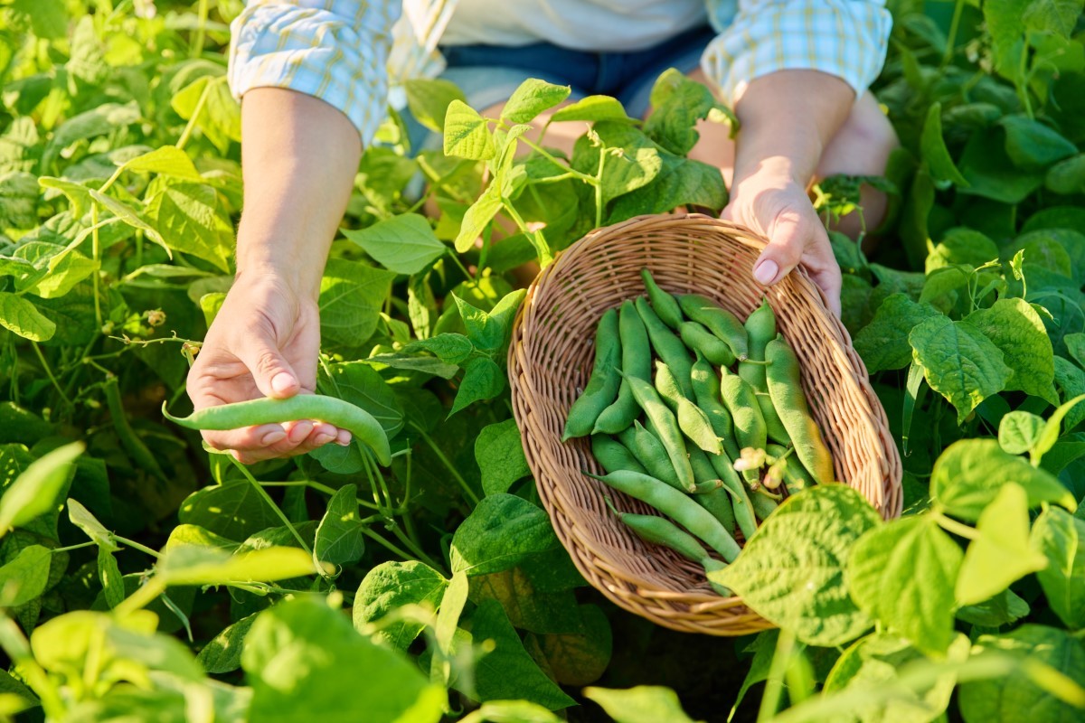conservation sous vide des haricots verts