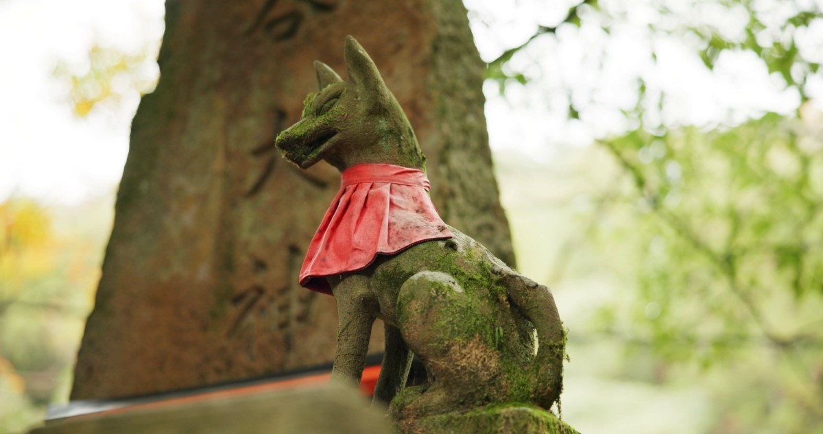 fascination du renard