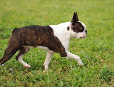 Top 5 des maladies du bouledogue français et comment les éviter