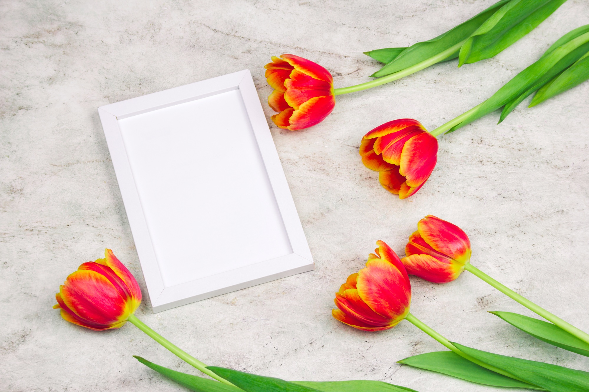 top view blank white frame and tulips frame on a marble background