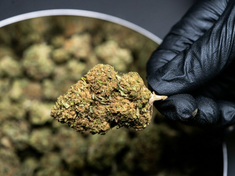 Les astuces de chefs pour savoir comment effriter de la CBD